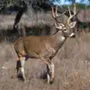 Whitetail Hunting Calls - Real Deer Sounds App Feedback