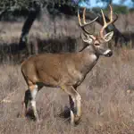 Whitetail Hunting Calls - Real Deer Sounds App Support