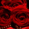 Trendy Roses - Best Collection of Rose Wallpapers - iPadアプリ