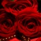 Icon Trendy Roses - Best Collection of Rose Wallpapers