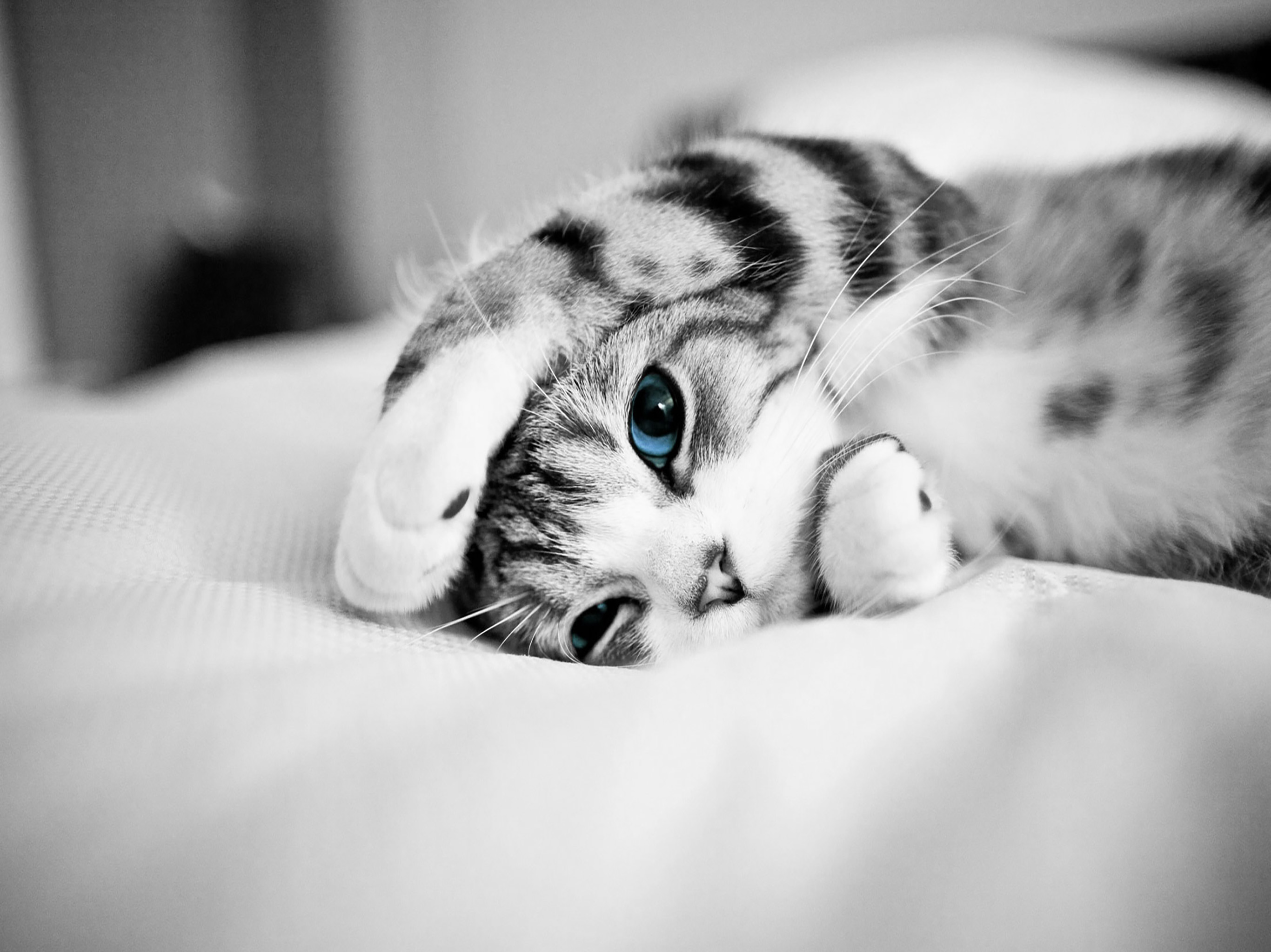 Cat Wallpaper Top HD