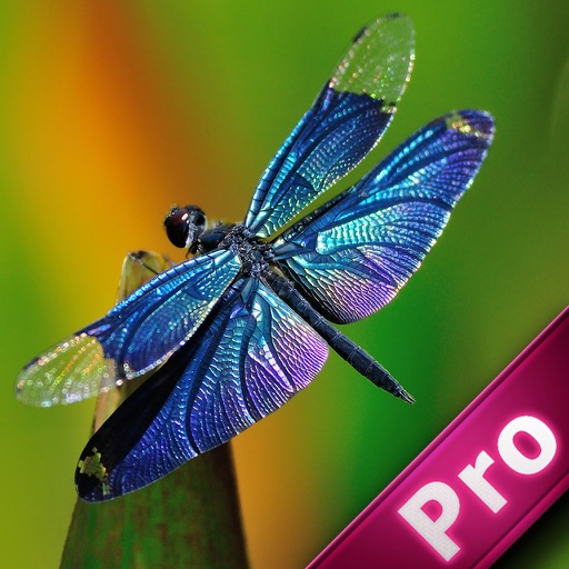 A Dragon Fly In The Garden With Great Skill PRO icon