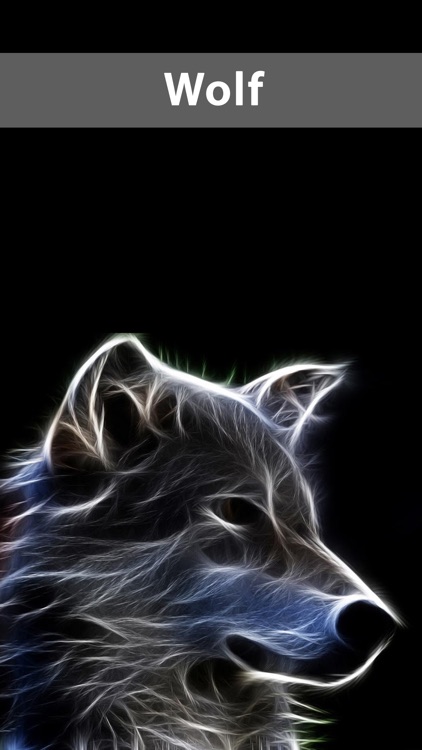 black wolf hybrid wallpaper