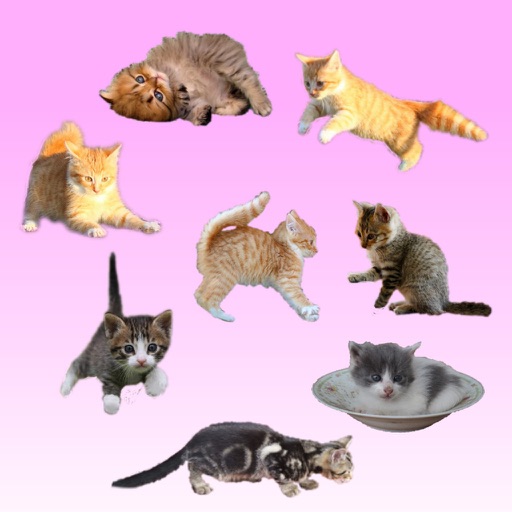 Kitten GO! icon