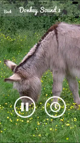 Game screenshot Donkey Sounds - Funny Sounds hack