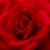 Rose Wallpapers & Backgrounds – Pictures of Roses - iPhoneアプリ