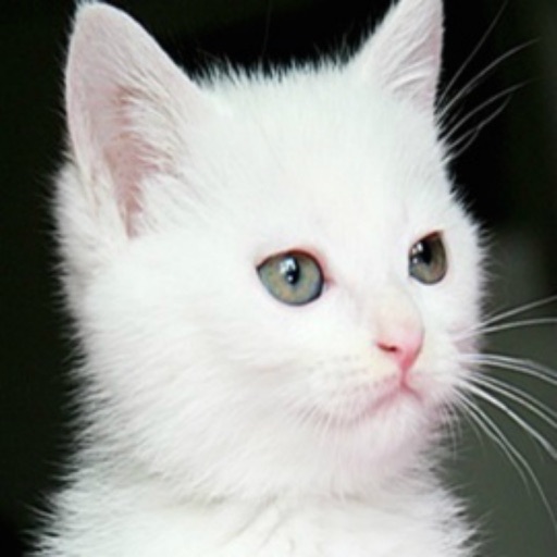 Cute Cats Wallpapers (HD) - Best Kitty Backgrounds iOS App