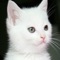 Get the best Cat Wallpapers HD Free