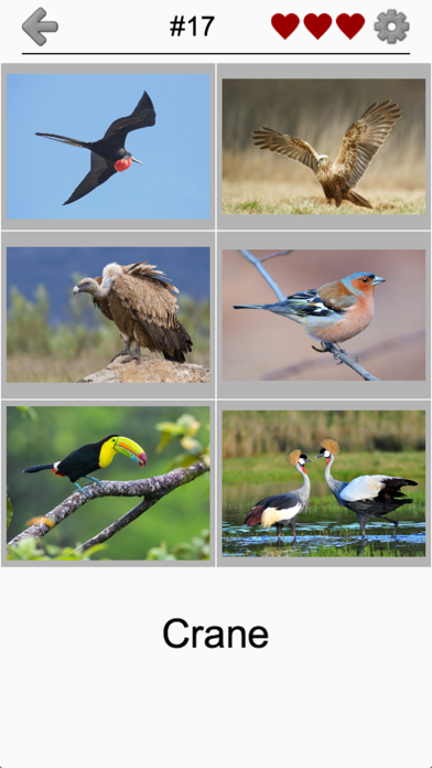 Bird World - Quiz about Famous Birds of the Earth Screenshot