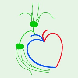 Atlas of lymphatics for iPhone