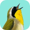 Song Sleuth: Auto Bird Song ID - 有料新作の便利アプリ iPad