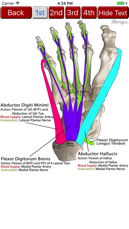 Pocket LEA - Lower Extremity Anatomy screenshot-3