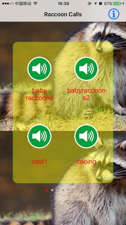Raccoon Real Hunting Calls & Sounds
