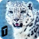 Forest Snow Leopard Sim app icon - Games app for iPhone