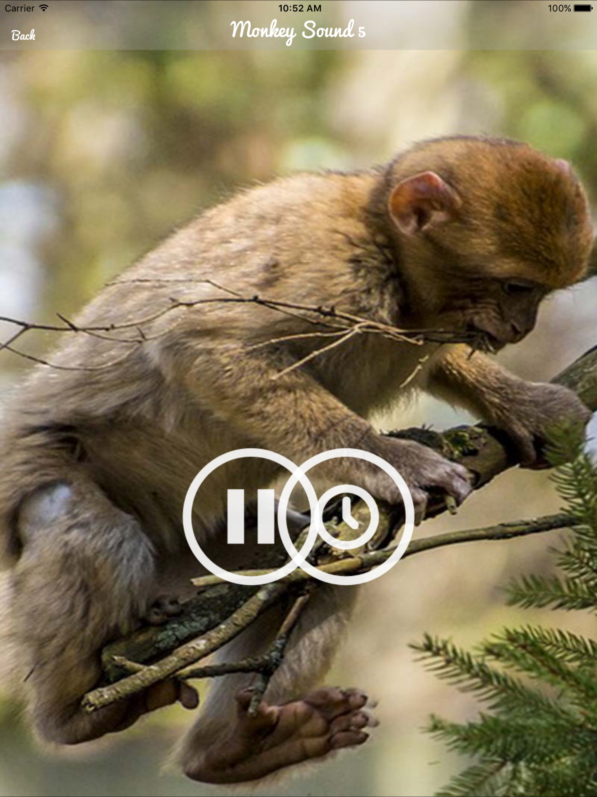 Monkey Sounds - Funny Sounds for kid