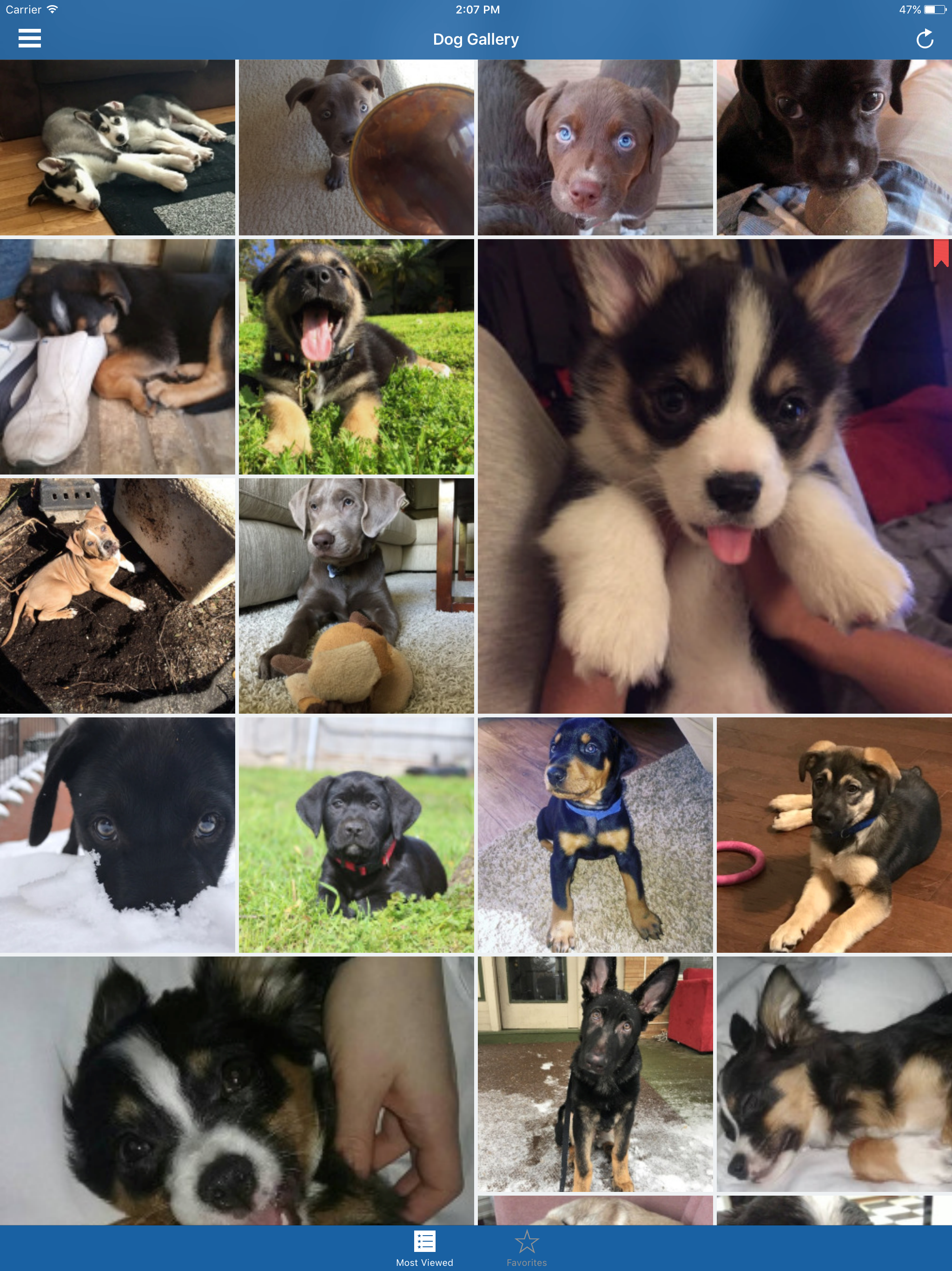 Dog Wallpapers - Cute Puppies Themes For Mobile screenshot 5