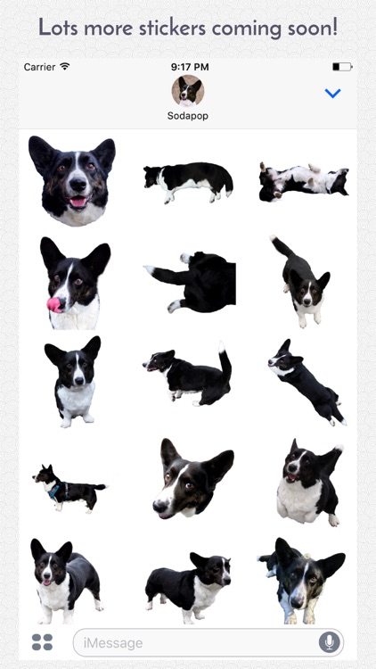 Sodapop the Corgi Stickers