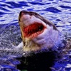 Shark Attack Beach Survival 3D