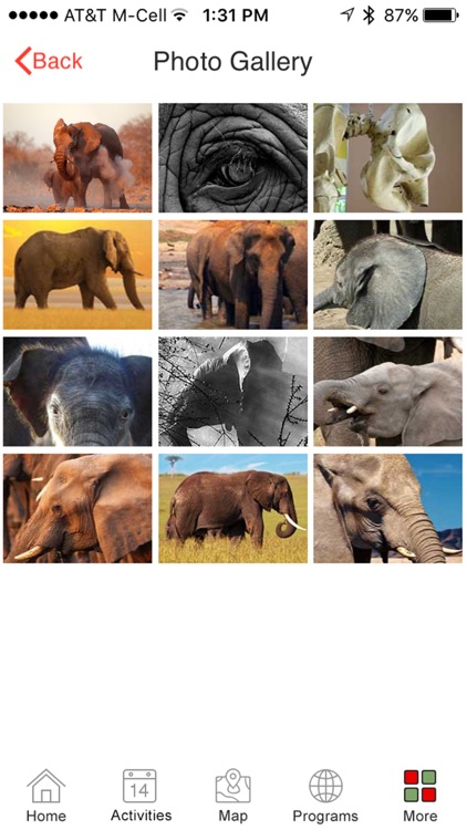 IEF - International Elephant Foundation screenshot-4