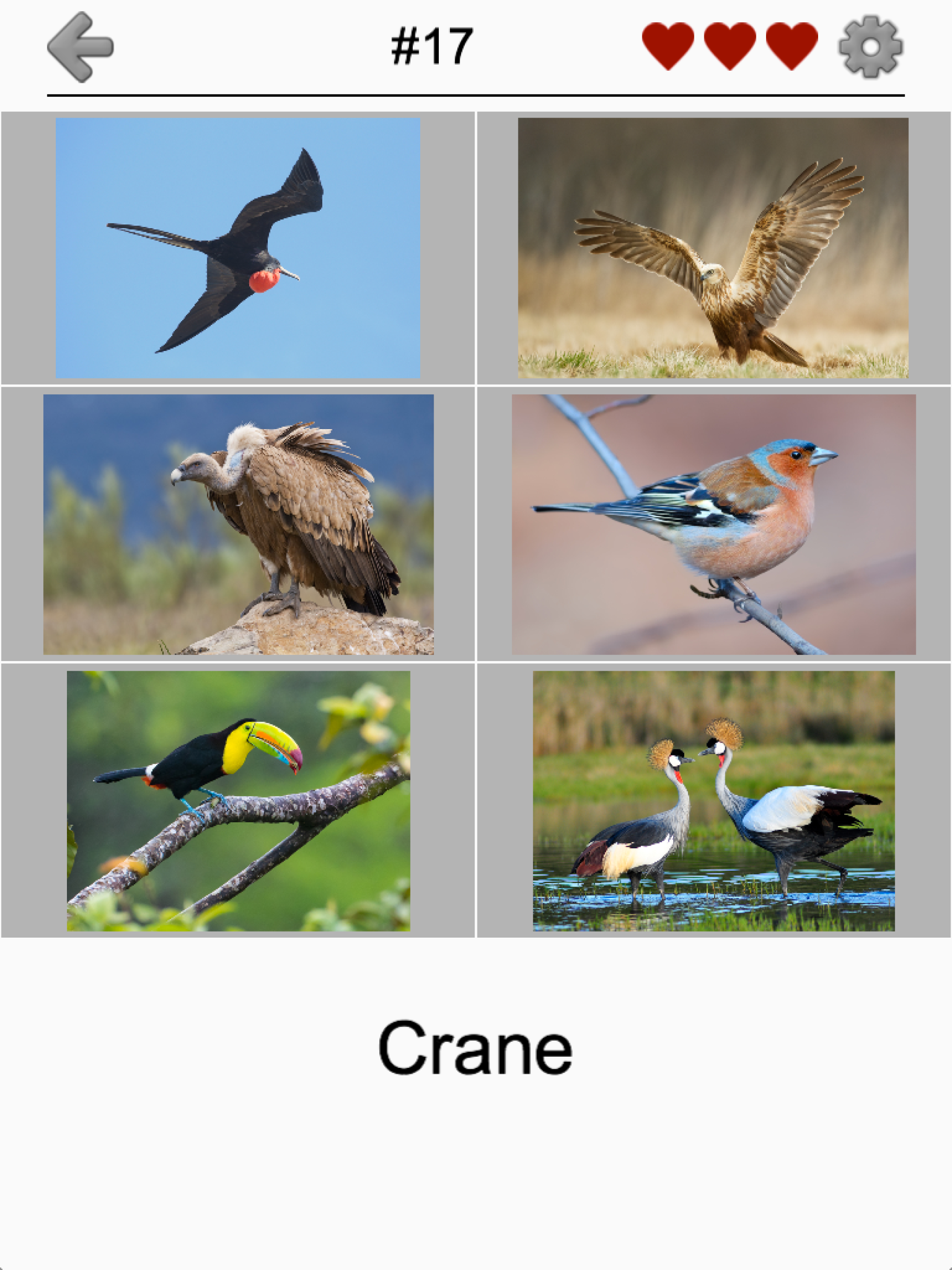 Bird World - Quiz about Famous Birds of the Earth
