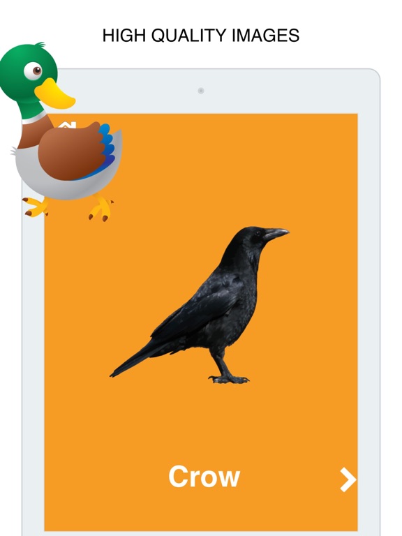 Screenshot #5 pour Oiseaux Cartes Flash pour bébé et préscolaire