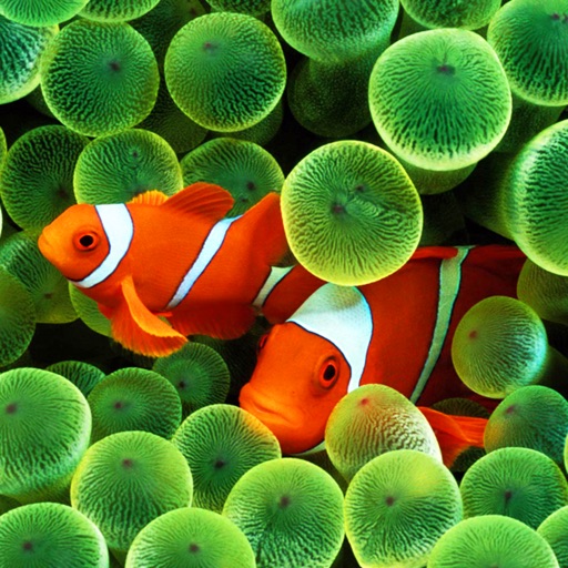 Fish Pictures – Fish Wallpapers & Backgrounds icon