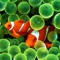 Icon Fish Pictures – Fish Wallpapers & Backgrounds