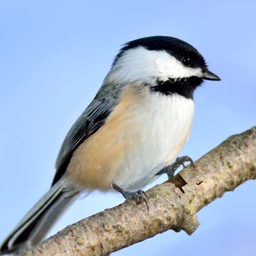 Chickadee Sounds iOS App