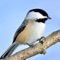 If you're looking for chickadee sounds, this app is for you