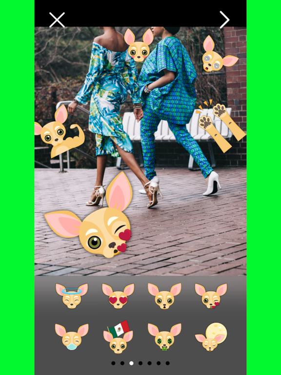 Fawn Chihuahua Photo Booth