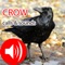 Want REAL Crow calls and Crow calls & sounds