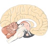 Brain Sticker Pack!