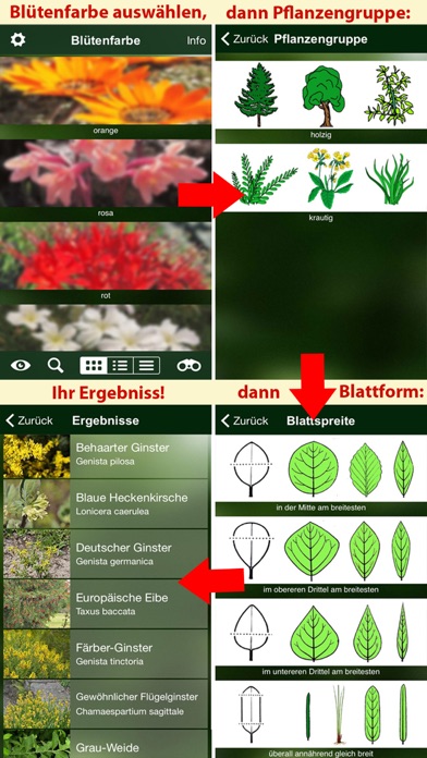 How to cancel & delete Blütenpflanzen Deutschland Blumen, Sträucher Bäume from iphone & ipad 3