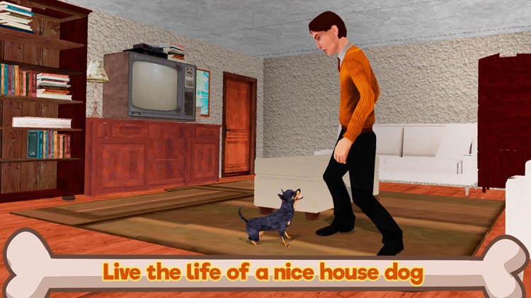 Chihuahua Dog Survival Simulator 3D