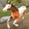 My Riding Wild Horse: The Jumping Adventure