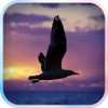 Filter Camera - Fly Bird & Photo Filters