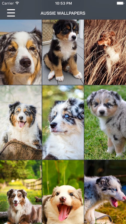 Aussie Wallpapers - Cute Australian Shepherds