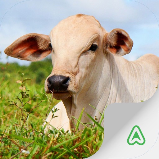 Cattle Breed icon