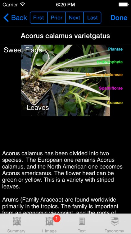 Wildflowers of Europe & Asia - A Wildflowers App screenshot-3