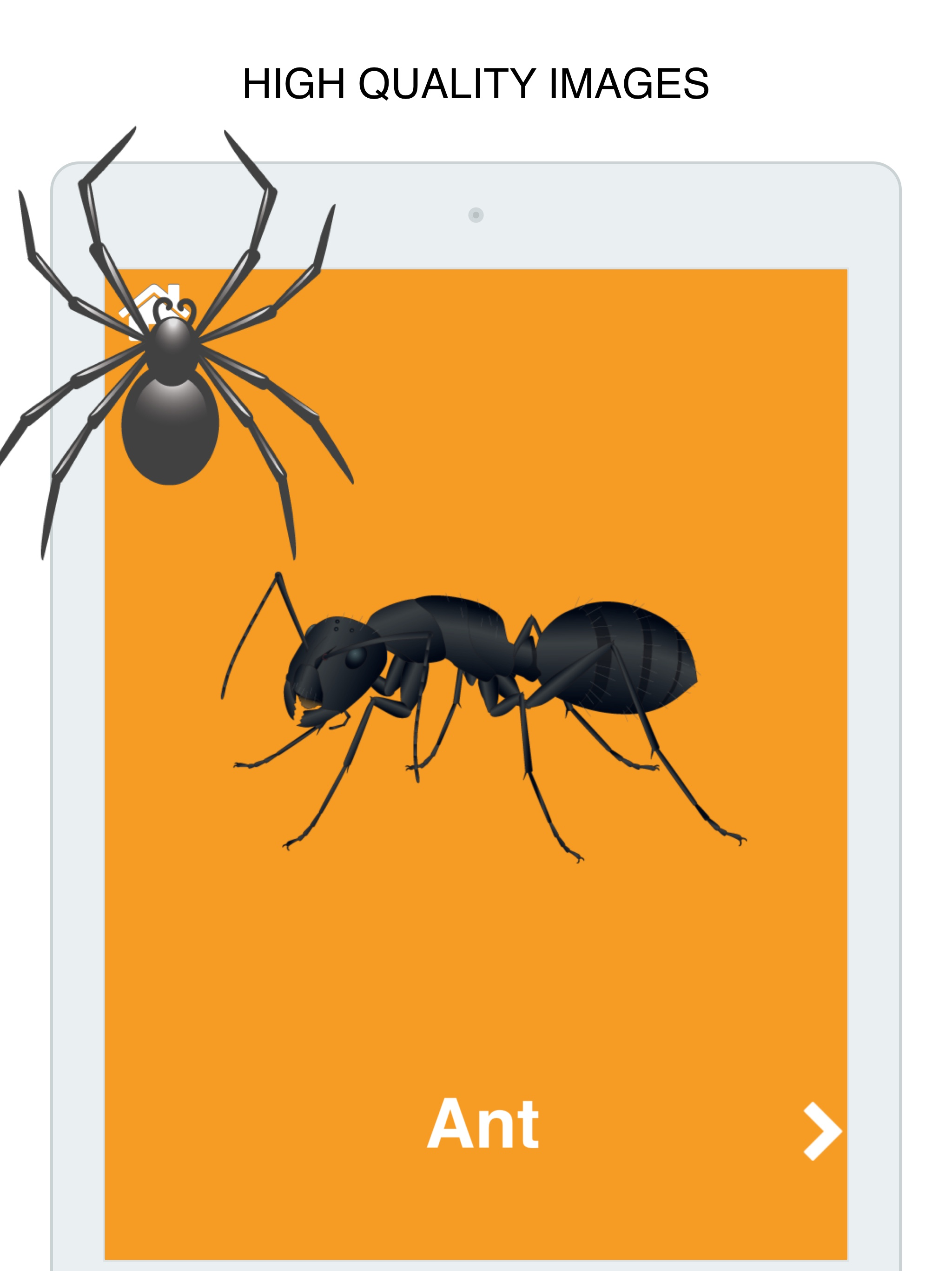 Insects Flashcard for babies and preschool