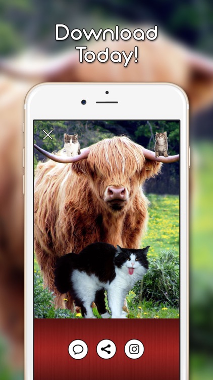 KittyGram - Cutest Cats Photo Decorator screenshot-4