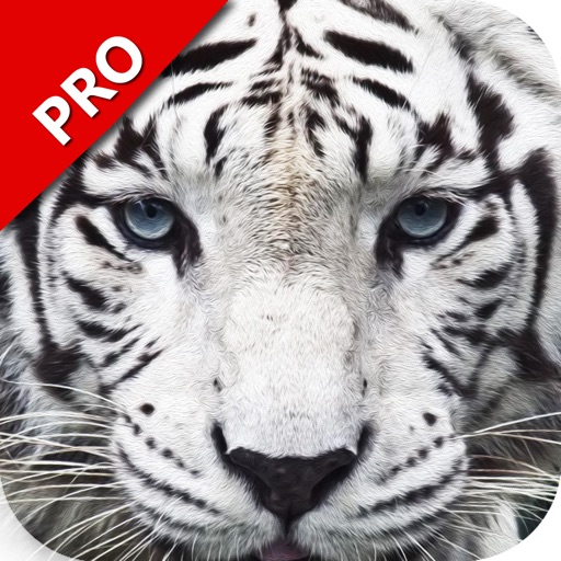Ultimate Revenge of Furious Wild Cats 3D Icon