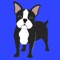 Finally a great personalised app for your Boston Terrier
