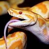 How to Raise Snakes-Raise Snakes Guide and Tips
