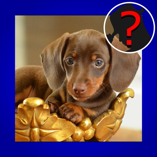 Top Dog Breed Quiz Maestro Icon