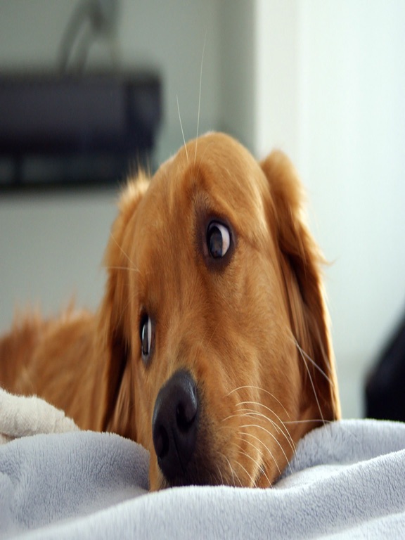 Screenshot #5 pour Dog Wallpaper & Background Top HD Cool 10000+