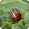 Insect pests