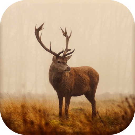 Deer Hunting Calls New icon