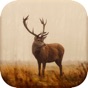 Deer Hunting Calls New app download