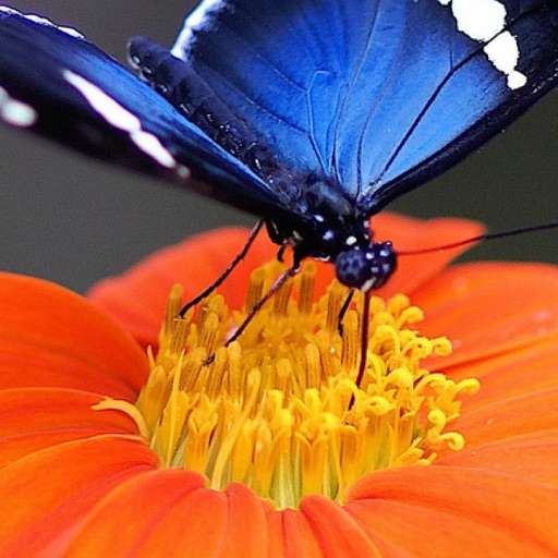 Insect Wallpapers-Best Nature Backgrounds & Images Icon